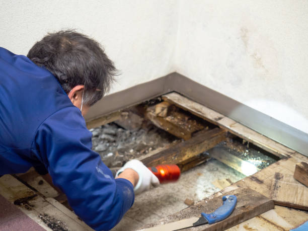 Best Crawl Space Mold Remediation  in Greenfield, WI